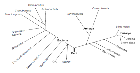 1496_The Prokaryotes.png